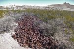 PICTURES/Lake Valley Historical Site - Hatch, New Mexico/t_Cans1a.jpg